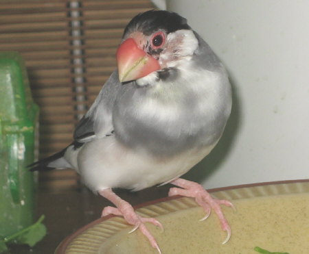 禿げシマさん