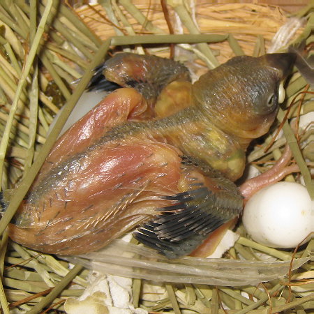 孵化13日目の文鳥ヒナ（「クリ」）