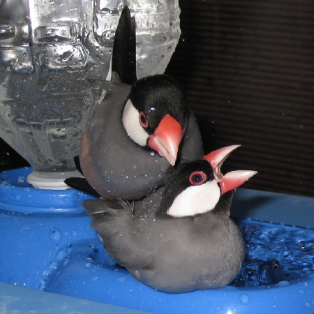 連日の受難文鳥(マナツ・ノコリ)