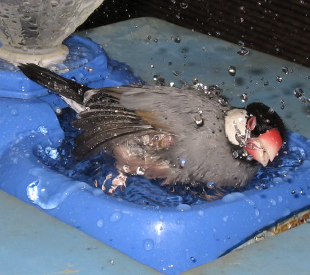 水浴びに興じる文鳥(ノコリ)
