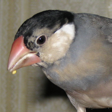性別不明の若文鳥(トミ)