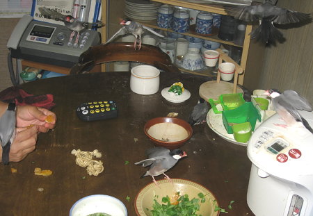 驚いて飛び立つ文鳥たち