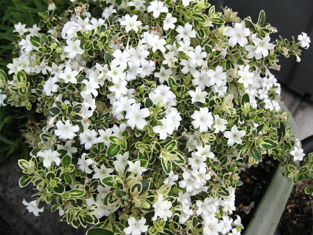 満開の白丁花(ハクチョウゲ)