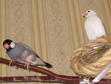 怪しい関係の文鳥たち(ノコリ・メイ)