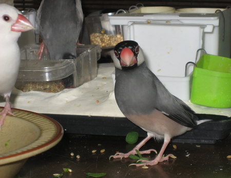 初めてテーブルに降りた文鳥(マキ)