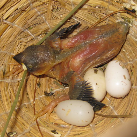 孵化12日目の文鳥ヒナ（ノ）