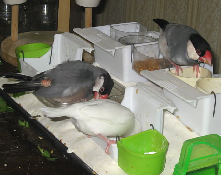 エサ場の病気文鳥