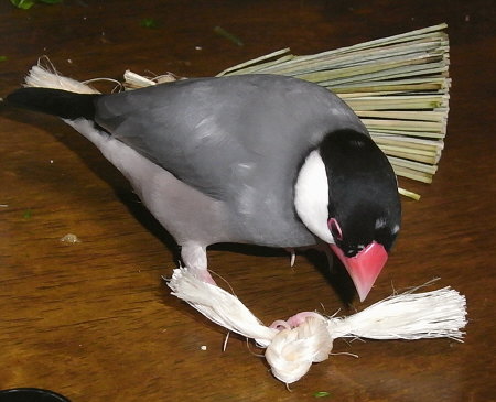 麻ヒモで遊ぶ桜文鳥(ラック)