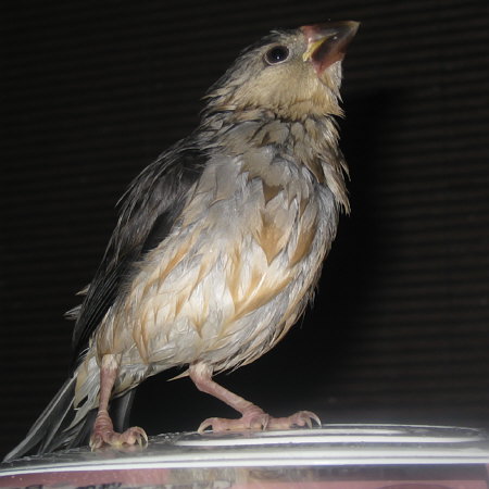 孵化43日目の文鳥ヒナ(クリ)