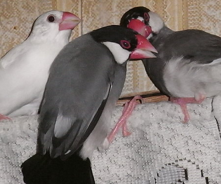 時計下の文鳥たち攻防(ミナ・クラ・ヤッチ)