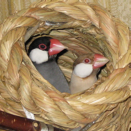 文鳥新カップルの成立(キュー・ニッキ)