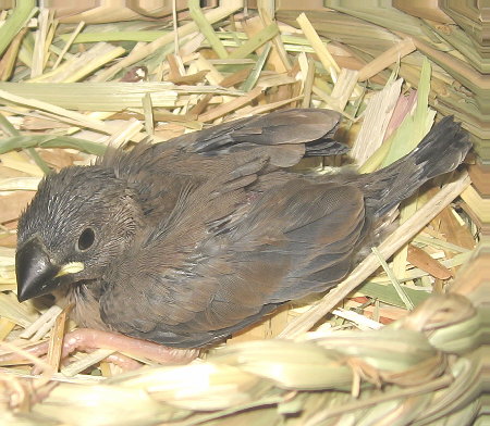 孵化21日目の文鳥ヒナ