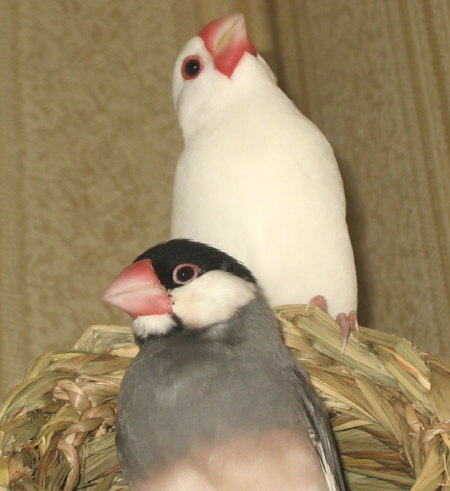 白文鳥と桜文鳥