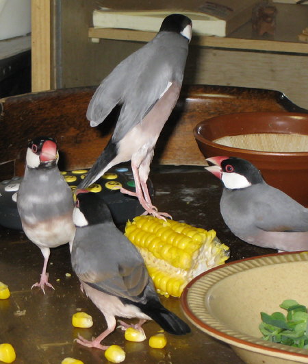 トウモロコシに群がる文鳥たち