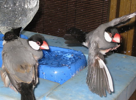 水浴び容器から飛び出す文鳥