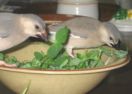 トウミョウをかじるテンとポン