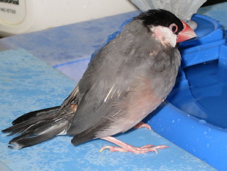 水浴びをしようとする老齢の文鳥(オッキ)