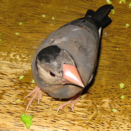 ヒナ換羽中の文鳥(マナツ)