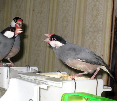 元気な身障文鳥(カナ)