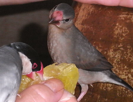 河内晩柑を食べる文鳥(アト・ノコリ)