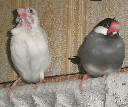 禿げた妻文鳥と年上夫文鳥(ミナ・クラ)