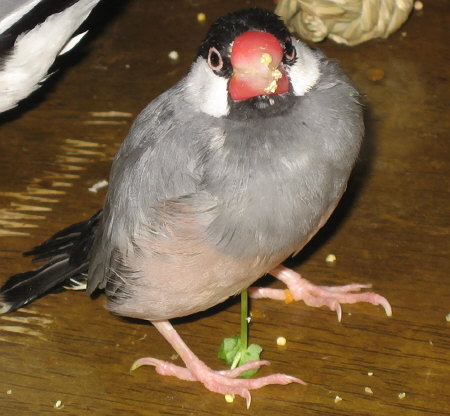 不自由ながら食欲のある文鳥(オッキ)
