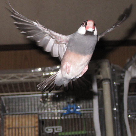飛ぶ文鳥（マキ）