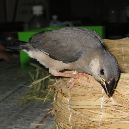 孵化26日目の文鳥ヒナ(マナツ)2