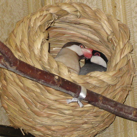 新しいつぼ巣でくつろぐ文鳥夫婦(ニッキ・キュー)