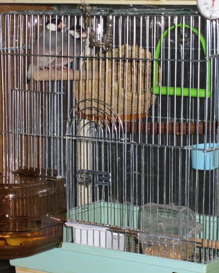 カゴの中の文鳥たち