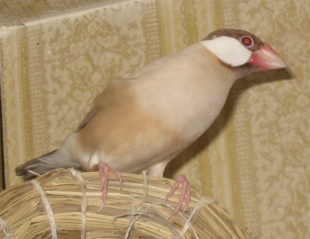 シナモン文鳥(ニッキ)