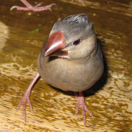 頭頂部からヒナ換羽中の文鳥(クリ)
