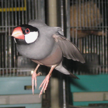 飛ぶ文鳥(マナツ)
