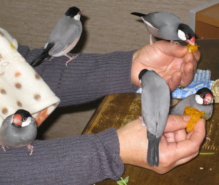 卓上の文鳥たち