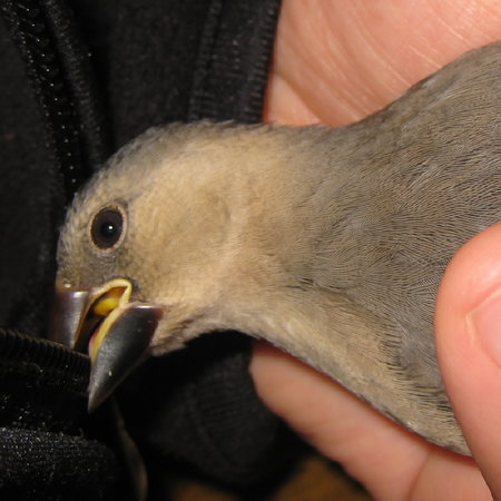 ファスナーをかじる文鳥ヒナ(トミ)
