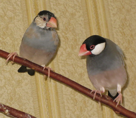 父文鳥のさえずりを聞く息子文鳥(ノコリ・マナツ)