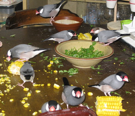トウモロコシでにぎわう文鳥たち