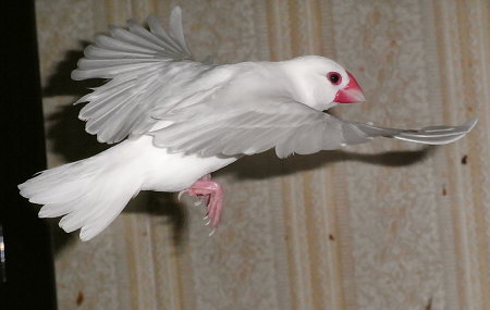 旋回する白文鳥(シン)