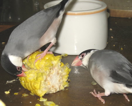 トウモロコシを食べるコウとノロ