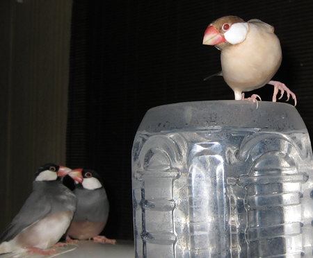 警戒しつつも近づく非手乗り文鳥(ニッキ)