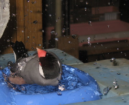 水しぶき製造機の文鳥(ポン)