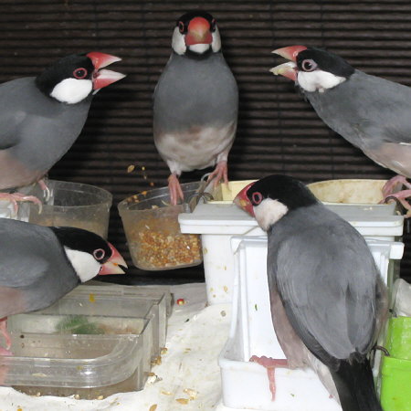 文鳥エサ場の騒動