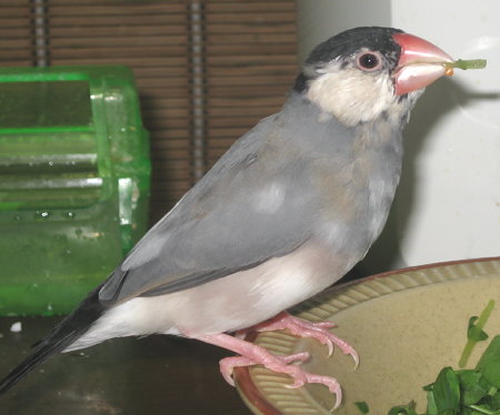 顔も態度も大きなアト