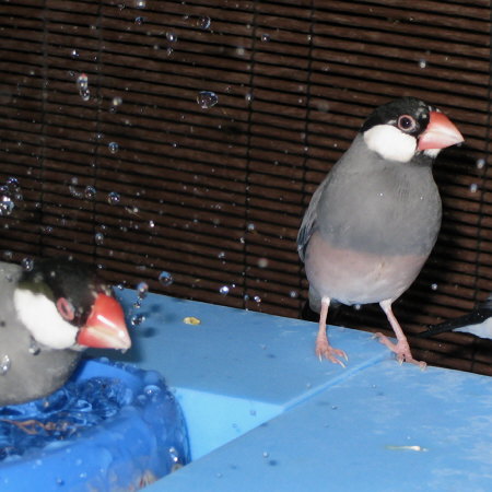 安産な文鳥たち(カエ・マキ)