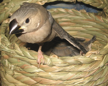 翼を伸ばす文鳥ヒナ