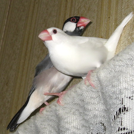 仲直りしたらしい文鳥夫婦(クラ・ミナ)