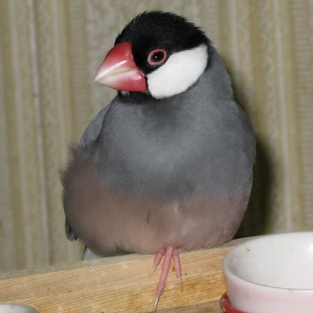 片脚でくつろぐ文鳥(イブ)