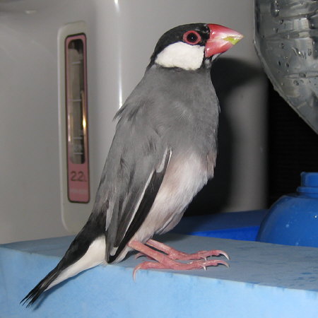 我が家では高齢の文鳥(クラ)