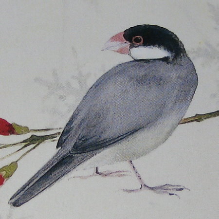 『今日の料理』昭和61年2月号表紙の原画(文鳥部分)