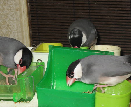 注目の文鳥3羽(ノコリ・マル・コウ)